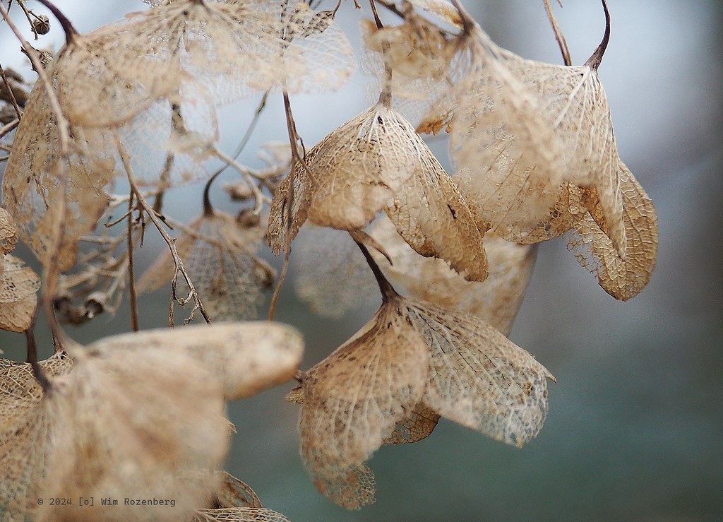 49_hortensia_53446810293_l