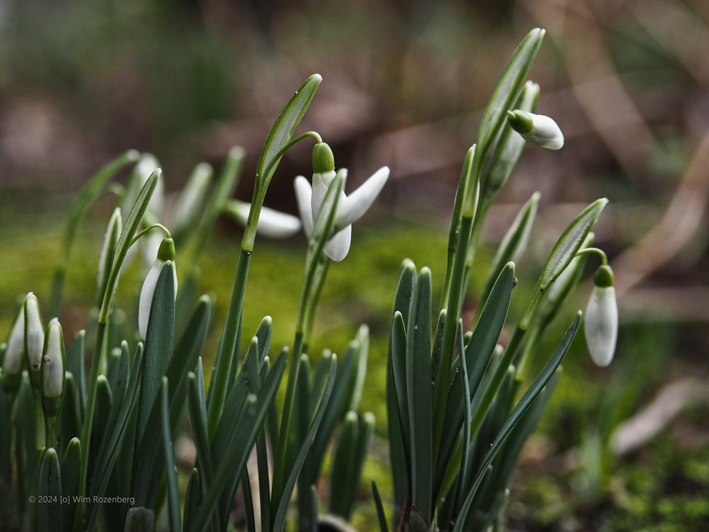 50_sneeuwklokjes_53497427662_l