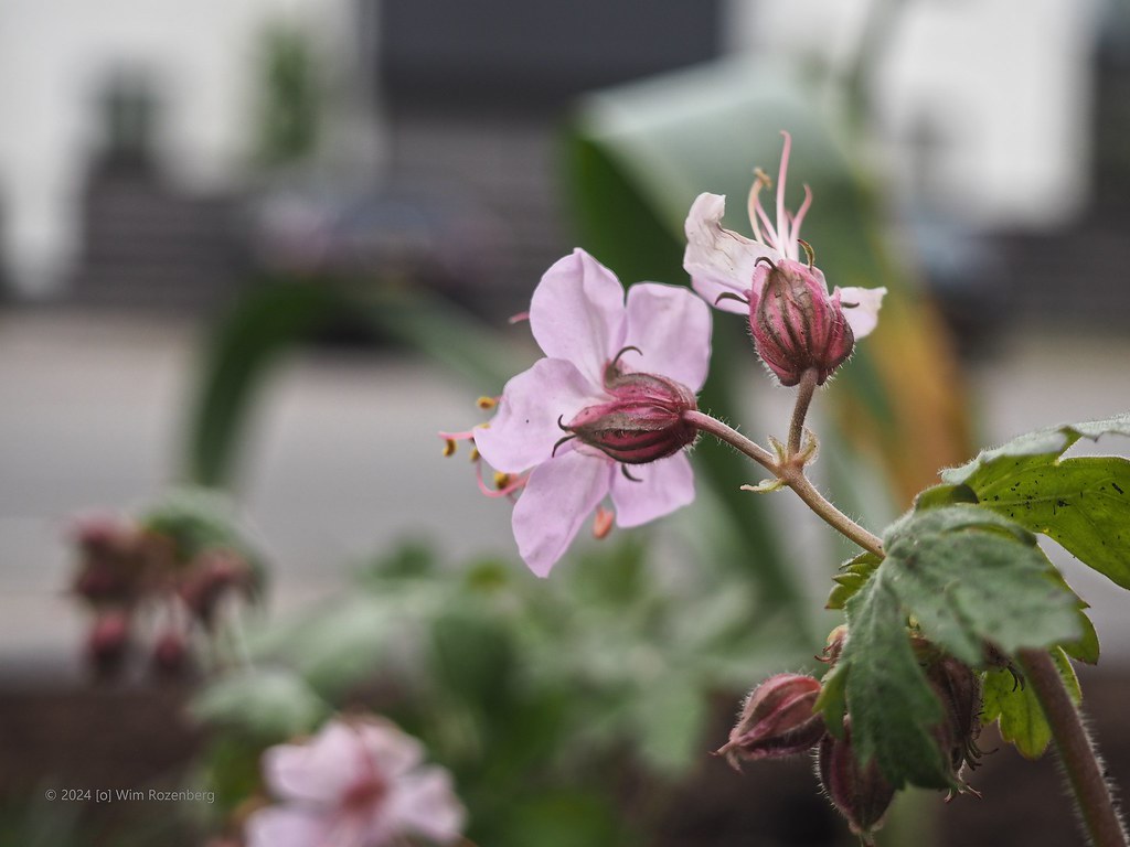 53_rotsooievaarsbek_53671952934_l