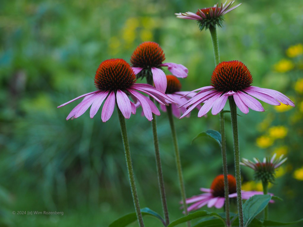55_purperen-rudbeckia_53891490541_l
