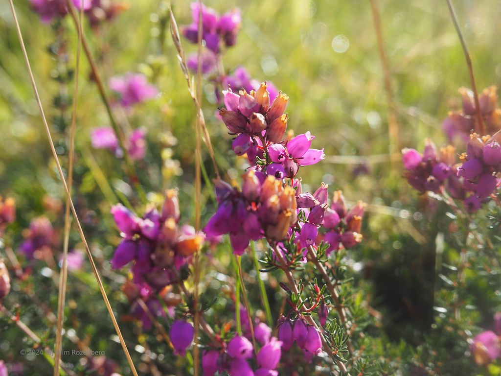 56_rode-dophei-erica-cinerea_54170934909_l