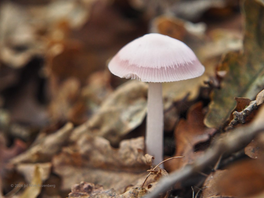 59_heksenschermpje_54130118556_l