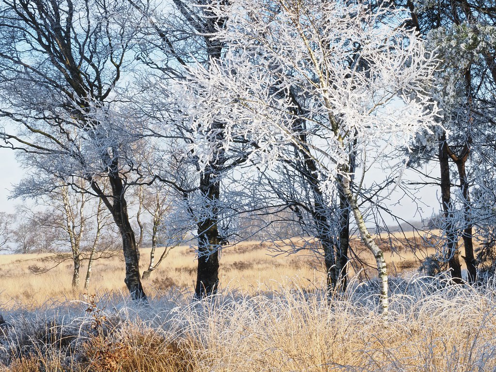 61_winterlandschap-ginkelse-heide_54302057486_l