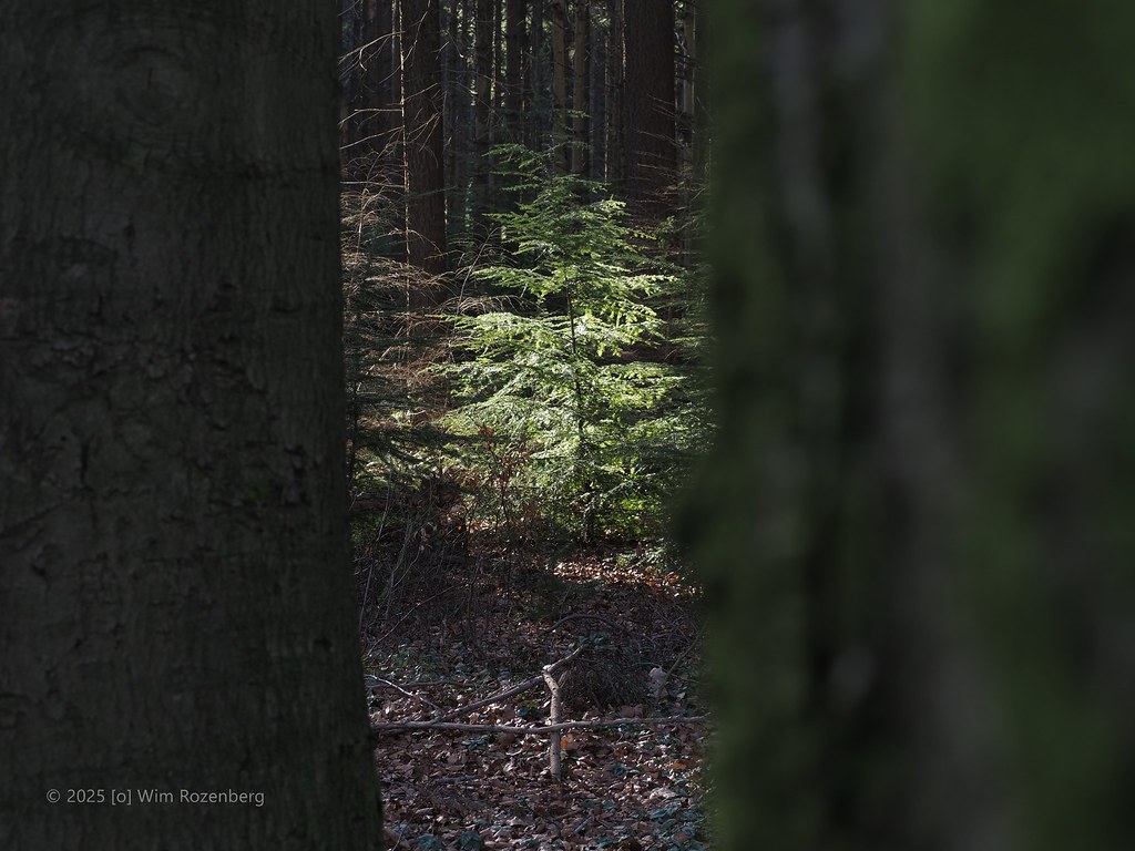 62_fijnspar-picea-abies_54333234088_l