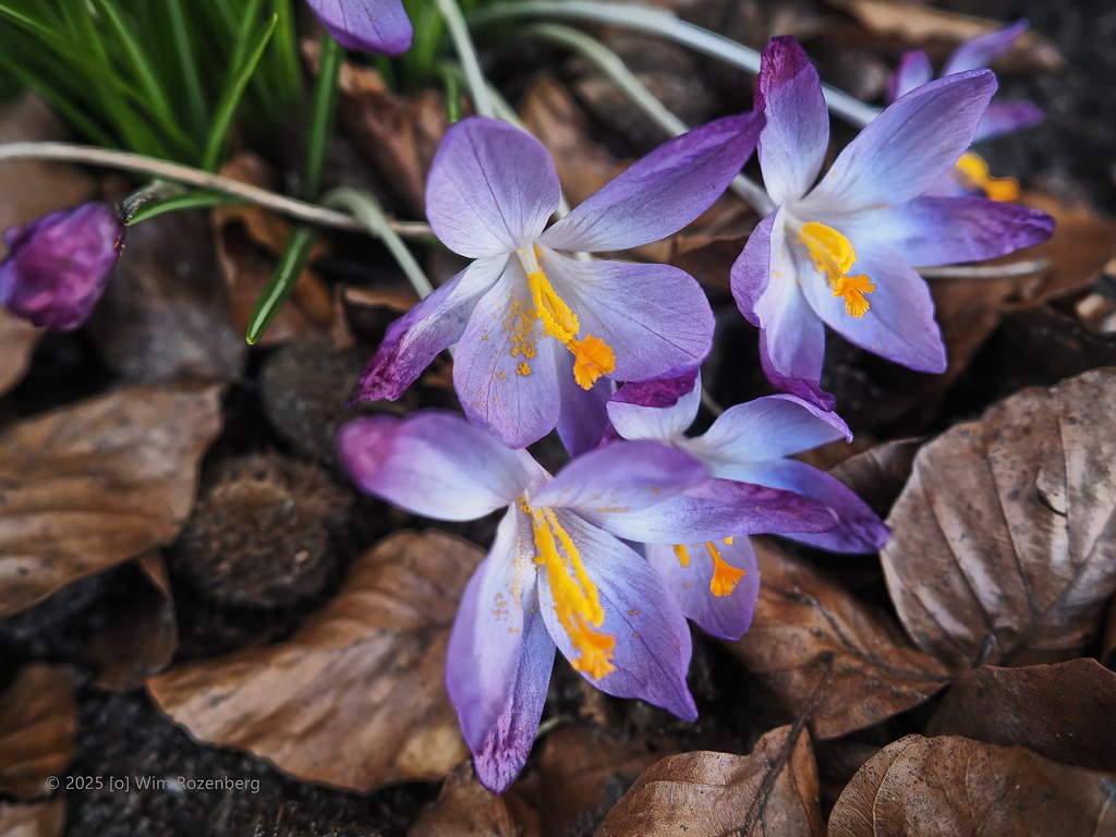 63_krokus_54369606719_l