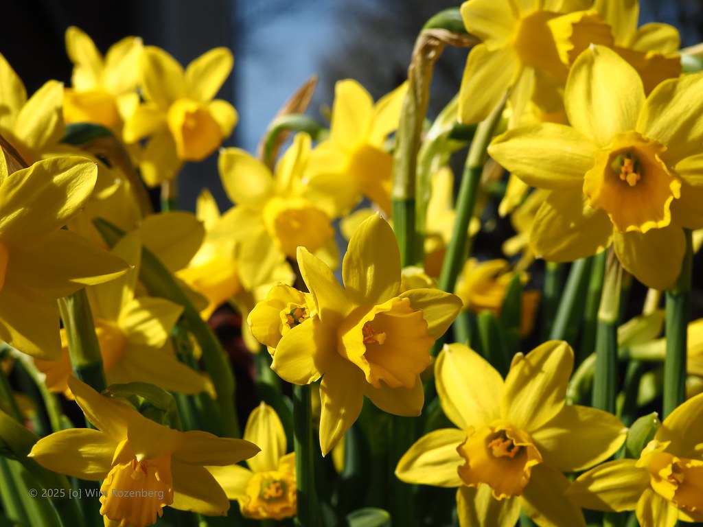 64_narcis_54400346117_l