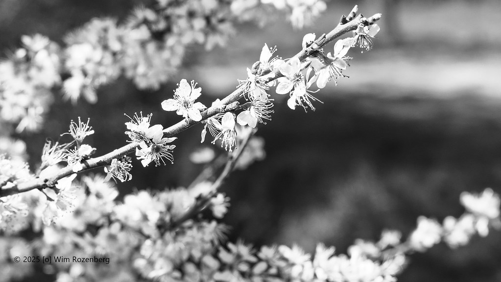 65_sleedoorn-prunus-spinosa_54447245344_l