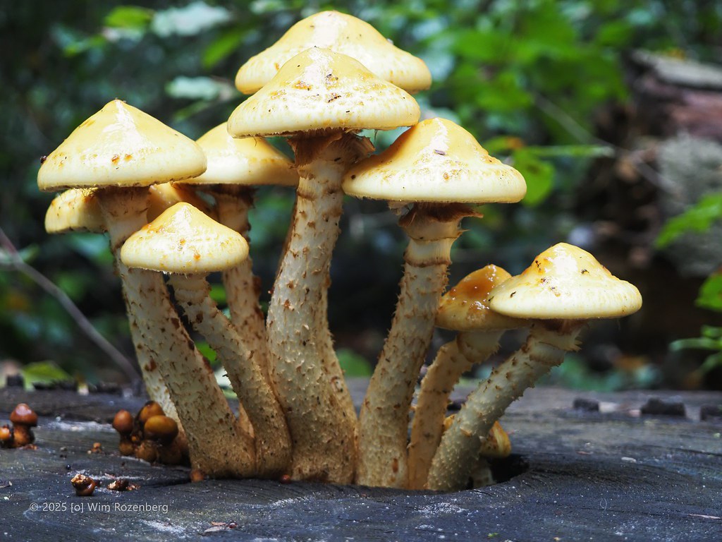 71_goudvliesbundelzwam_54841213451_l