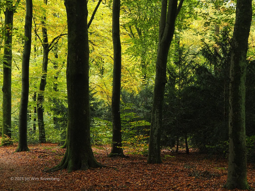 72_beuken_54888787145_l