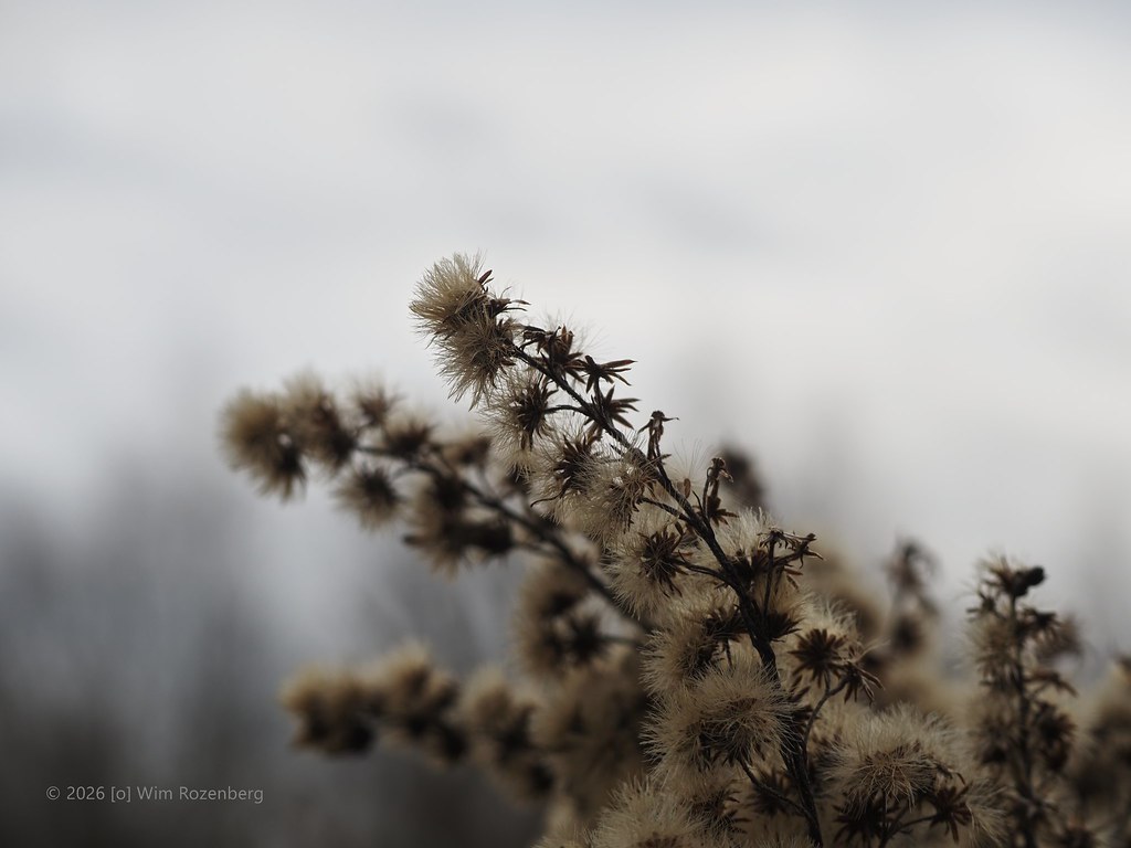 75_late-guldenroede_55045018175_l