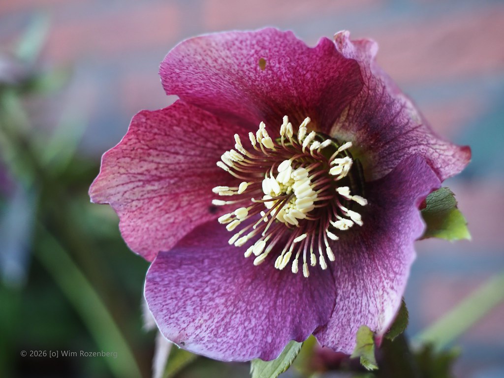 77_helleborus-orientalis_55116114134_l