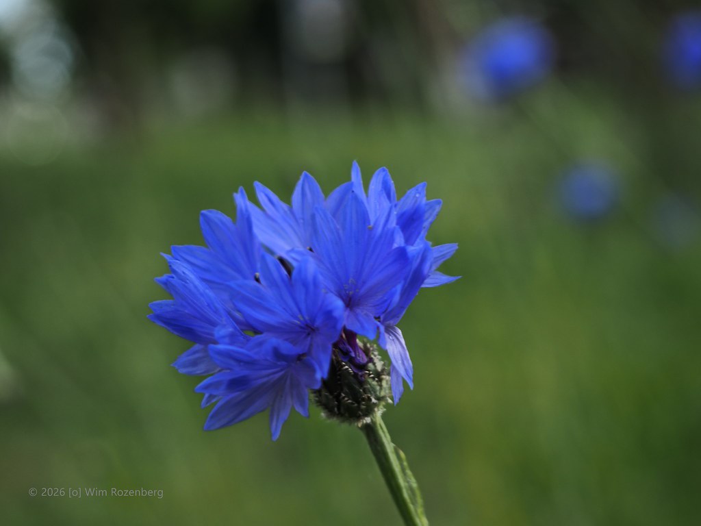 79_korenbloem-centaurea-cyanus_55266249425_l