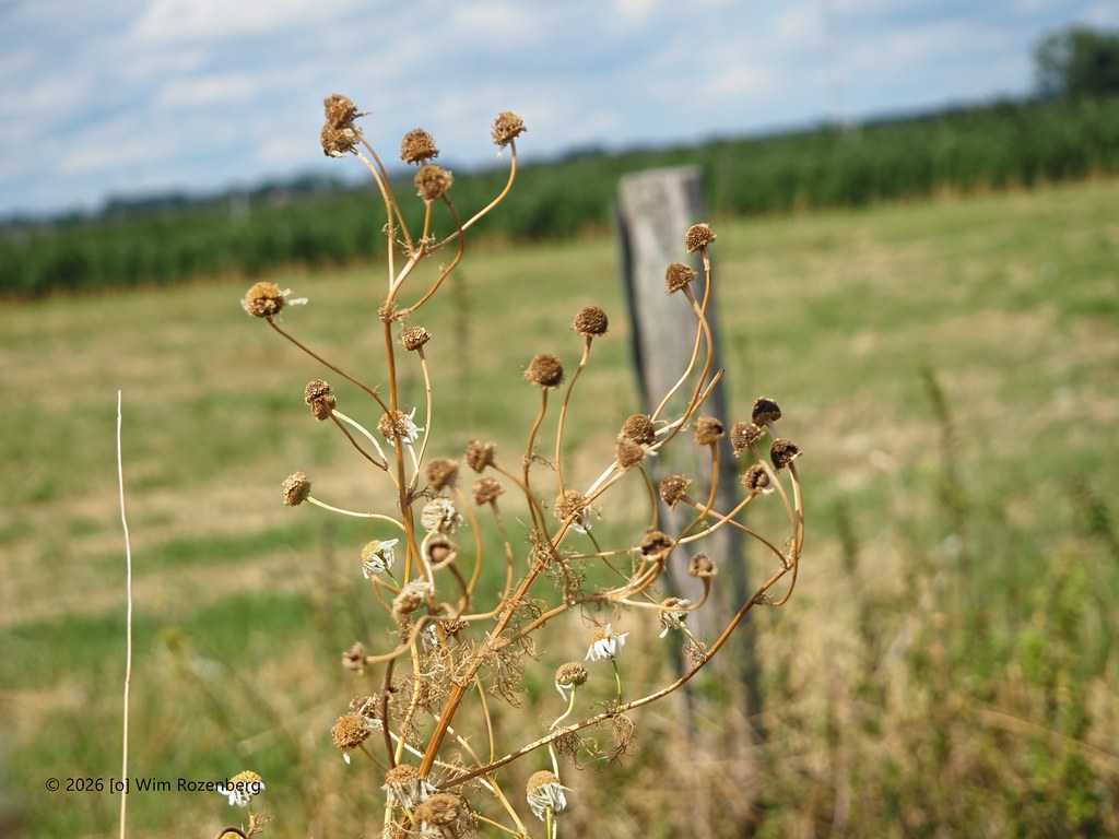82_reukloze-kamille_55455303831_l