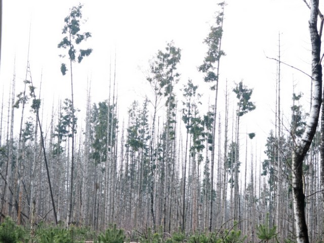 76_bomen_55072644515_l