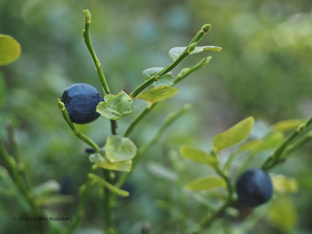 81_blauwe-bosbes_55393519238_l
