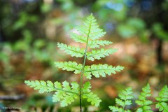 03_smalle-stekelvaren-dryopteris-carthusiana_42934080190_l