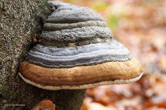 05_echte-tonderzwam_43884352750_l