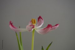 09_tulp_46639779185_l
