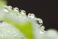 11_druppels_50419405572_l