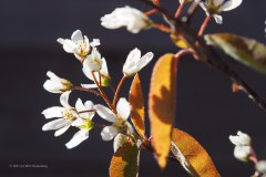 18_krentenboompje_51111483947_l