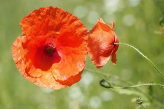 21_grote-klaproos-papaver-rhoeas_51254795631_l