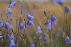23_grasklokje-campanula_51357367194_l