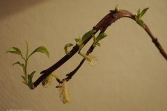 30_bandwilg_51806400175_l
