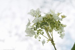 36_gewone-vlier_52110852889_l