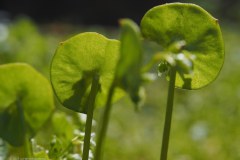 43_winterpostelein_52900474174_l