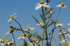 44_kamille_52949827127_l