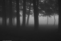 46_bomen-en-mist_53175249893_l