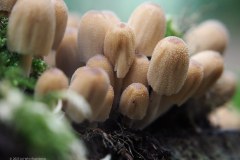 47_inktzwam_53239572757_l