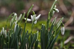 50_sneeuwklokjes_53497427662_l