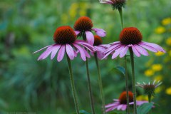 55_purperen-rudbeckia_53891490541_l