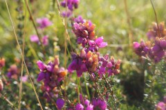 56_rode-dophei-erica-cinerea_54170934909_l