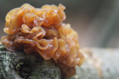 57_bruine-trilzwam_54043846637_l