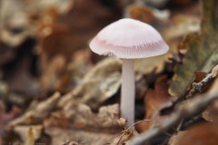 59_heksenschermpje_54130118556_l