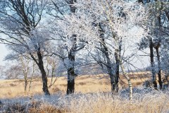 61_winterlandschap-ginkelse-heide_54302057486_l
