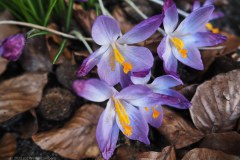 63_krokus_54369606719_l