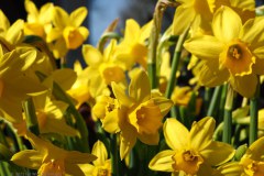 64_narcis_54400346117_l