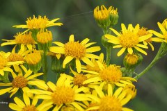 67_jacobskruiskruid_54642305299_l