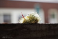 70_meriansborstel-rups_54791712101_l