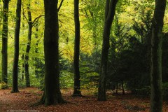 72_beuken_54888787145_l