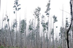 76_bomen_55072644515_l