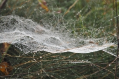 spinnenweb#(20211010)c fauna-overig
