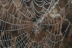 spinnenweb#(20211010)d fauna-overig