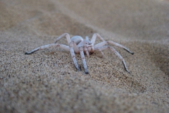 spin#(20121202) fauna-overig