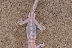 gecko#(20121202)b fauna-overig
