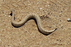 adder#(20121202) fauna-overig