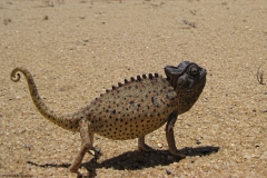 kameleon#(20121202) fauna-overig